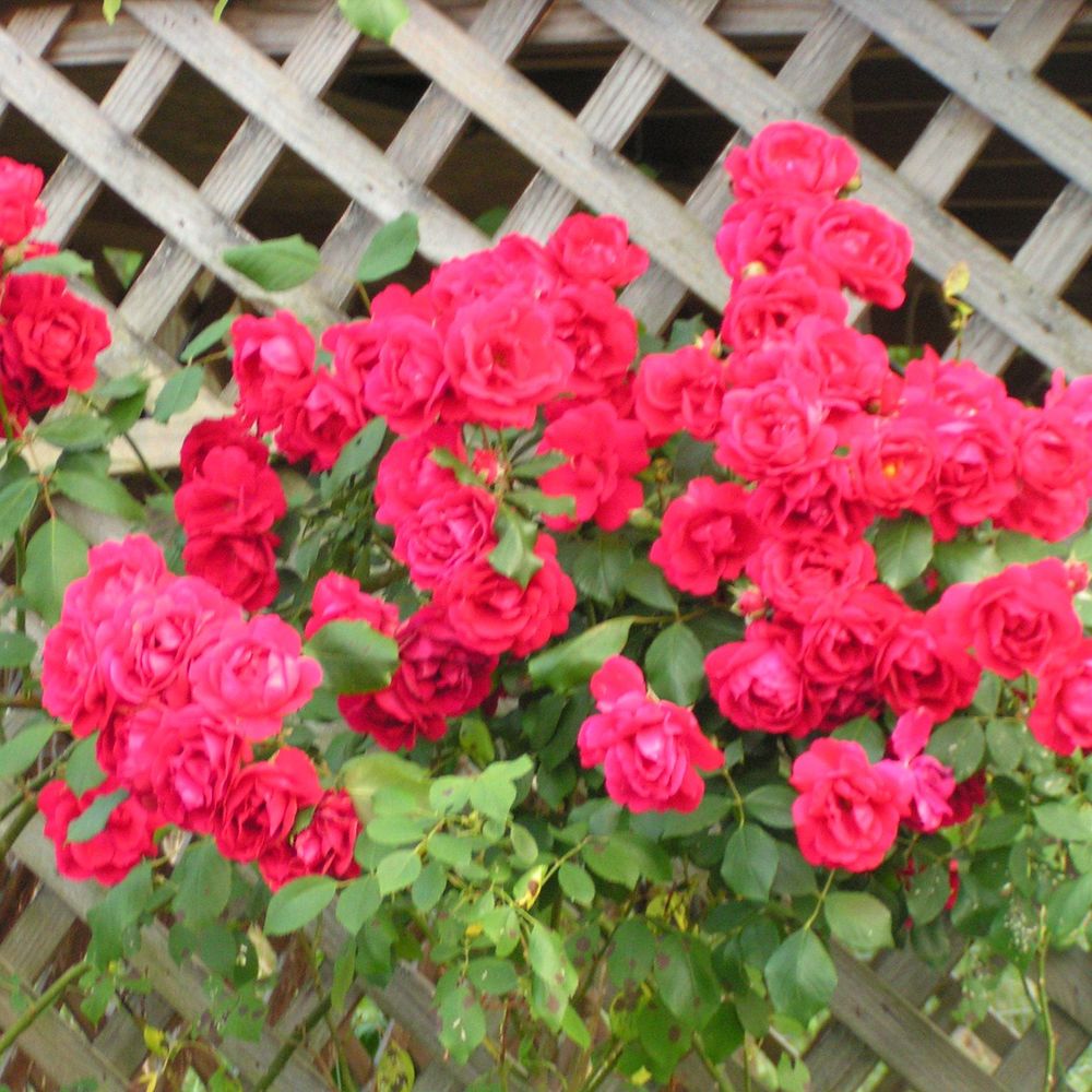 Meet your Posher, Connie